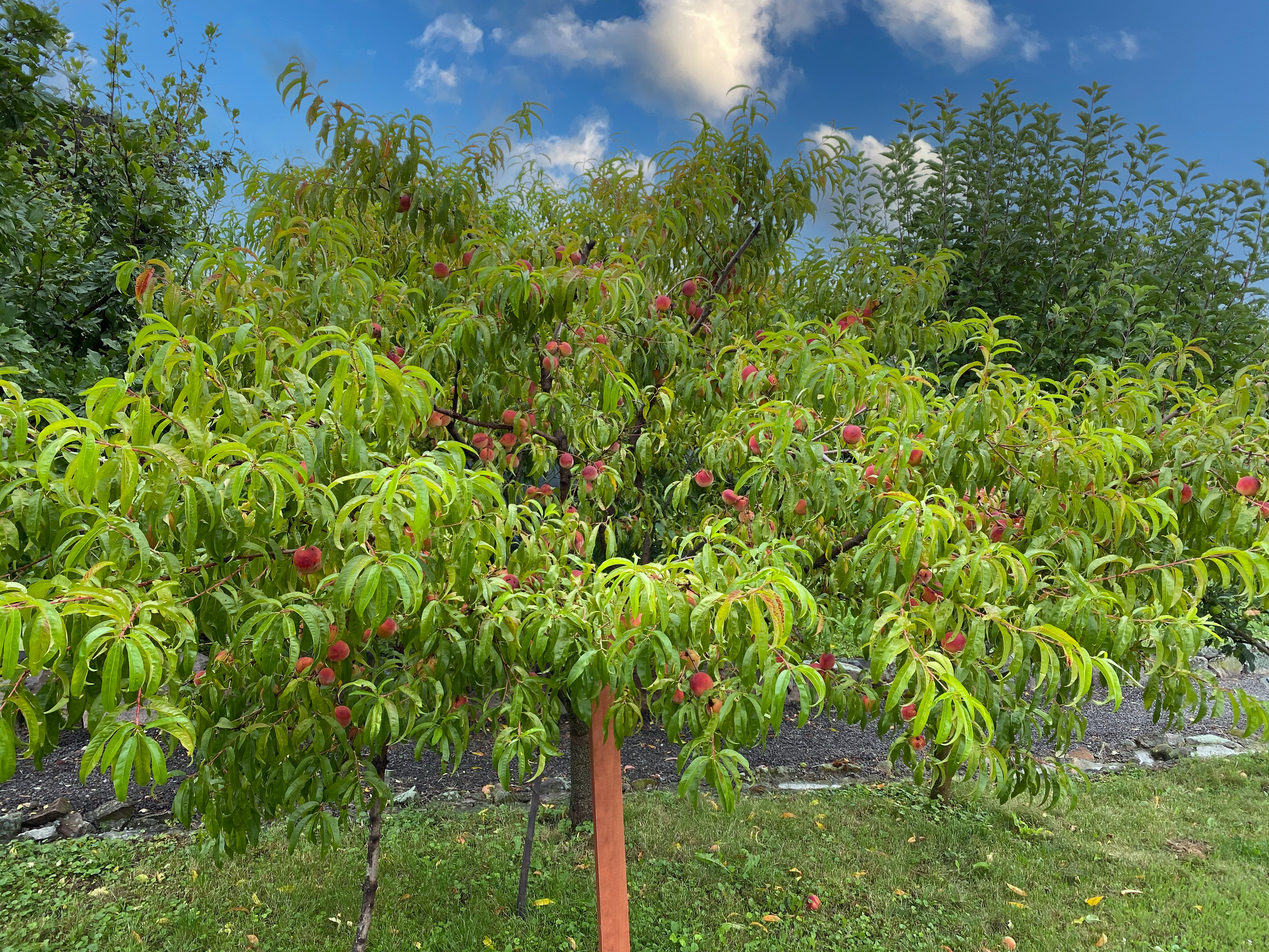 hotel Dudince  garden